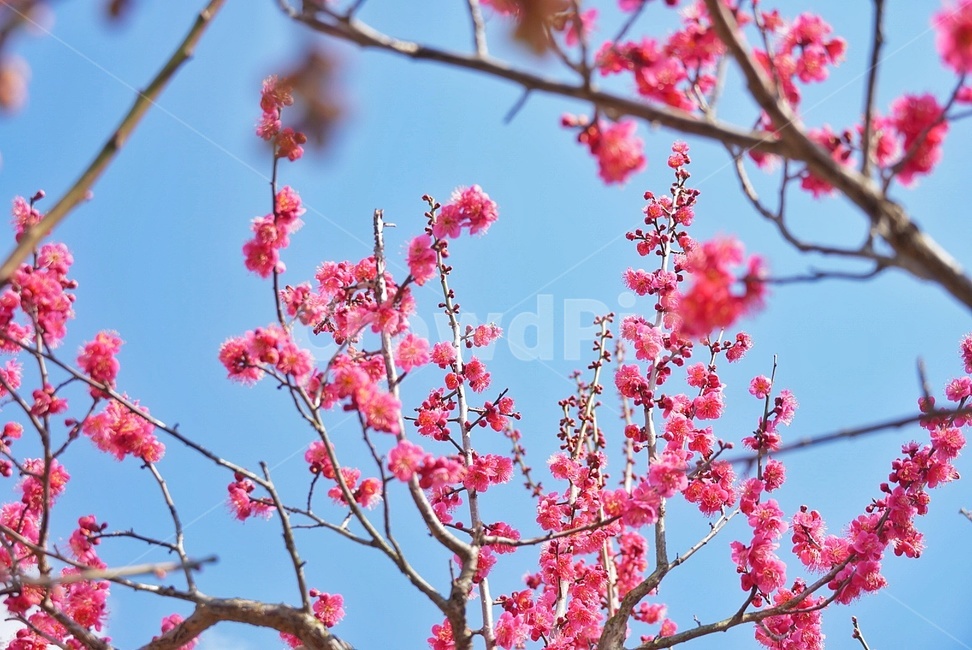 홍매화,매화,꽃,봄,나무,식물,자연,plants,nature,꽃,flower