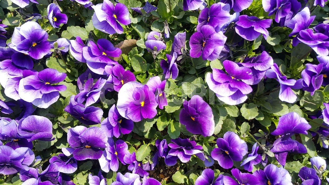plant,식물,purple,blossom,flower,꽃,geranium,제라늄,보라색,봄