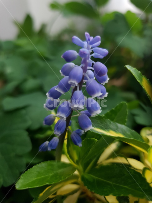 꽃,봄,보라,무스카리,구근,식물,자연,plants,nature,꽃,flower