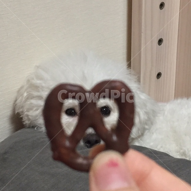 강아지,dog,puppy,과자,비숑프리제,bichon