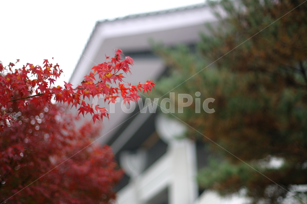 가을,낙엽,나무,풍경,fall,가을,계절,fall,autumn,season,식물,자연,plants,nature,plant,leaf,잎,tree,maple,단풍