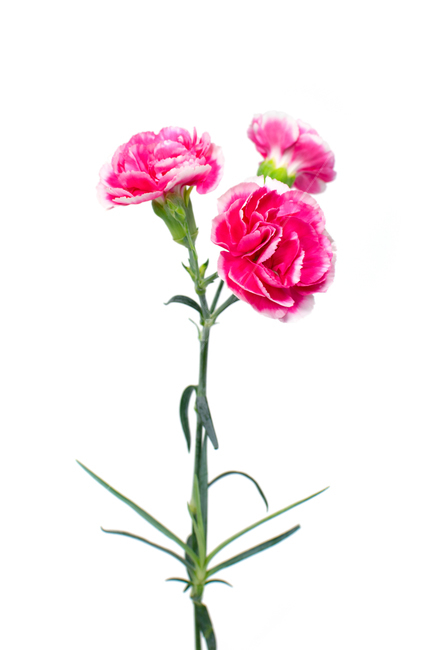 카네이션,carnation,꽃,어버이날,스승의날,가정의달,가족,기념일,축하,감사,이벤트,사랑,식물,시즌,핑크,pink,스튜디오촬영,클로즈업,closeup,흰색배경,누끼,식물,자연,plants,nature,꽃,flower,가족,패밀리,family,기념일,축하,anniversary,congratulation,celebrate,celebration,누끼,remove background