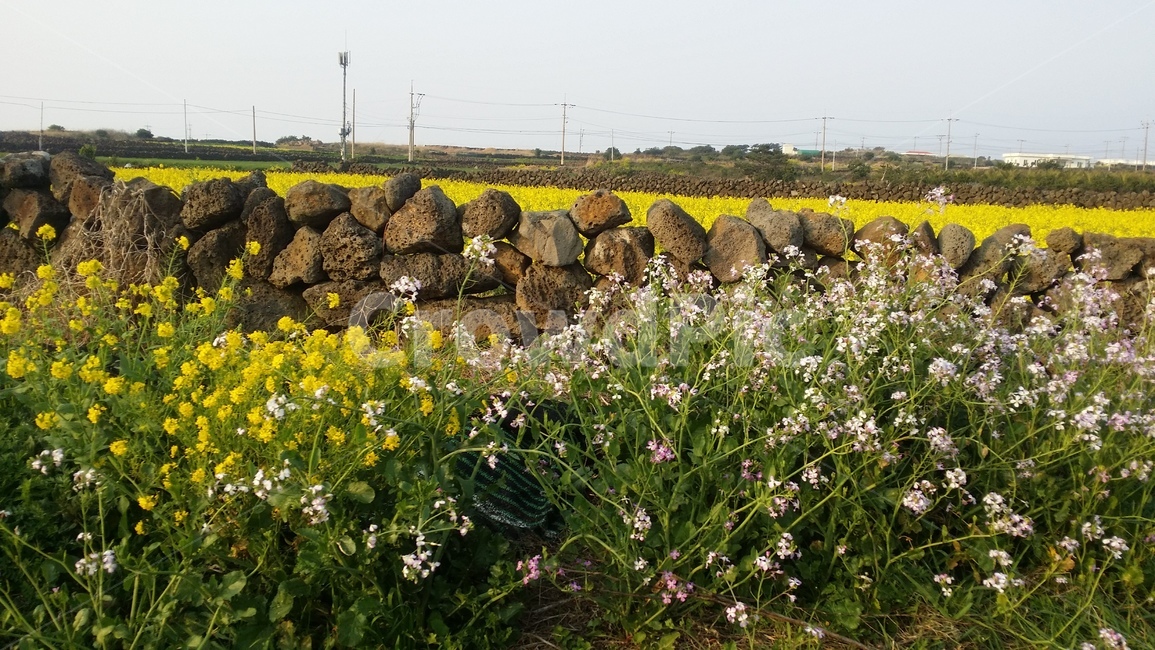 제주도,jejuisland,유채꽃,돌담,풍경,자연,풍경,nature,landscape,wall,벽
