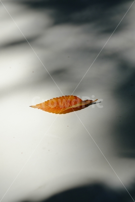 낙엽,가을,단풍,나뭇잎,겨울,가을,계절,fall,autumn,season,감성,sensible,feeling,leaf,잎,plant,식물