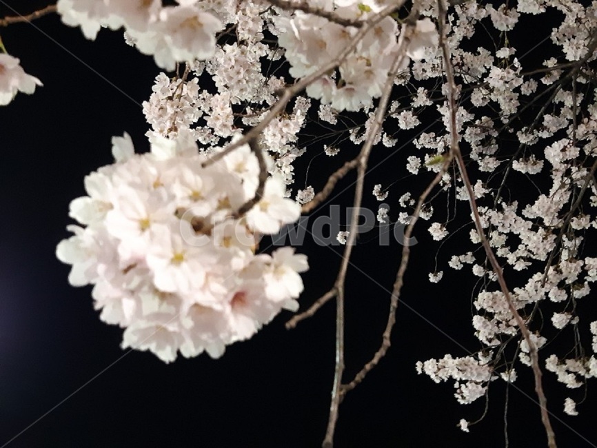 벚꽃,봄,봄꽃,꽃,flower,spring,꽃과하늘,자연,싱그러움,아름다움