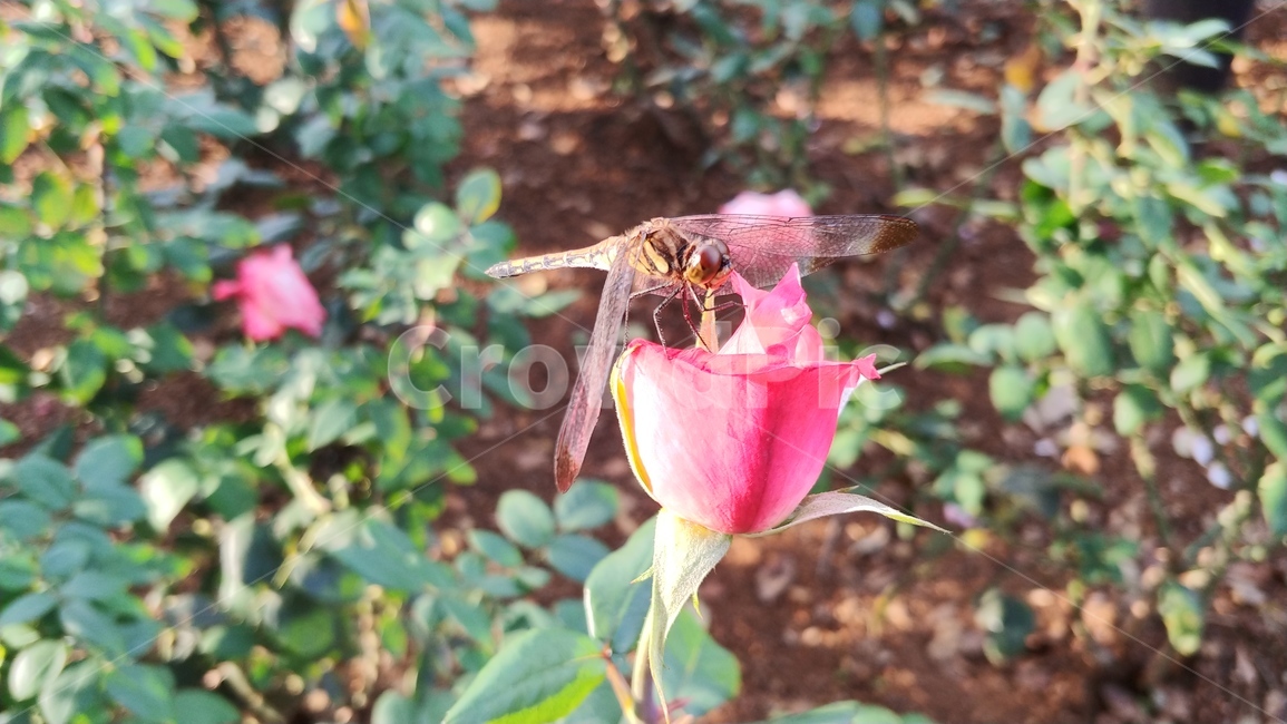 장미,꽃,식물,rose,flower,식물,자연,plants,nature,꽃,flower