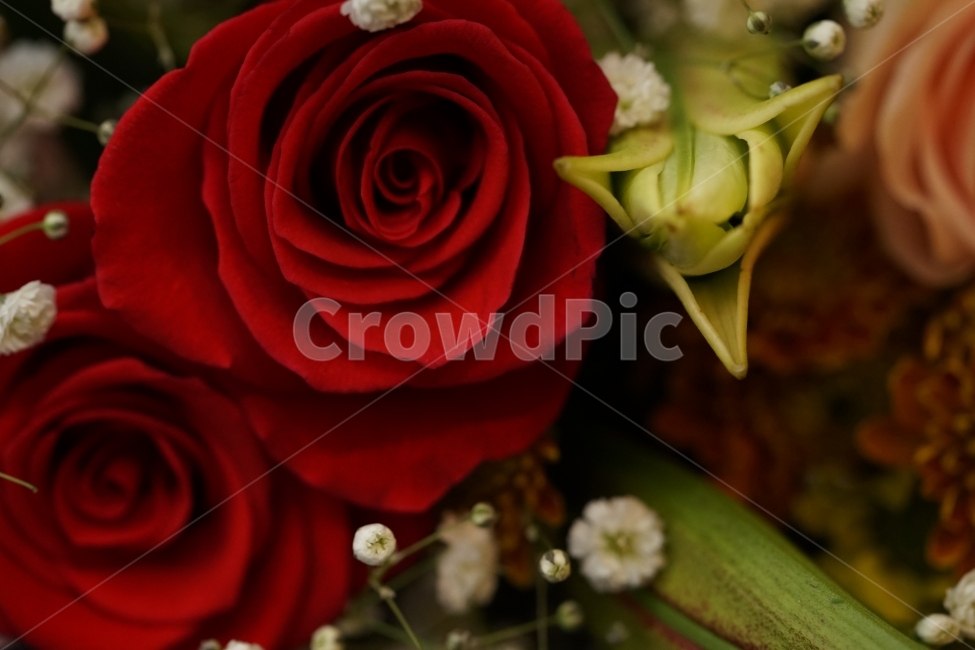 장미,꽃,플라워,flower,꽃다발,감성,감성샷,식물,생명,아름다움,뷰티,미,원색,색감,화려함,선물,감성사진,접사,느낌,감각,레드,식물,자연,plants,nature,꽃,flower