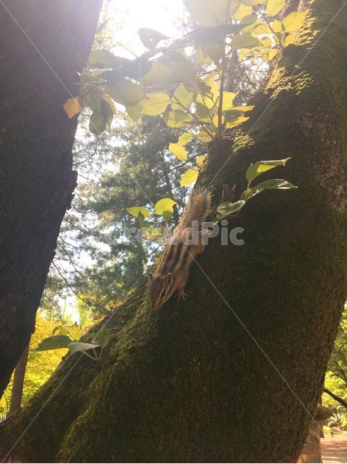 다람쥐,동물,나무,squirrel,chipmunk,tree,animal