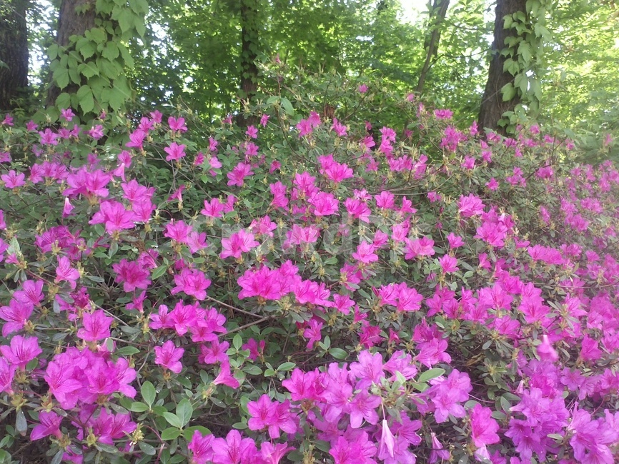 철쭉,smilerosebay,진달래과,식물,봄꽃,개꽃나무,관상용