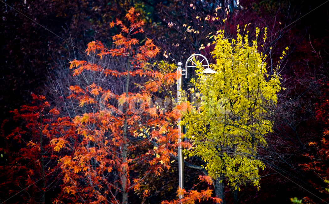 단풍,나무,낙엽,가을,계절,감성,공원,식물,자연,가을,계절,fall,autumn,season,식물,자연,plants,nature,나무,trees,wood,tree,plant,leaf,잎,maple