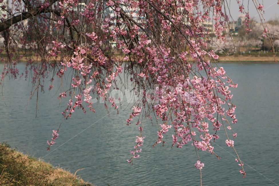 봄꽃,수양벚꽃,석촌호수,송파구,송파의꽃,식물,자연,plants,nature,꽃,flower