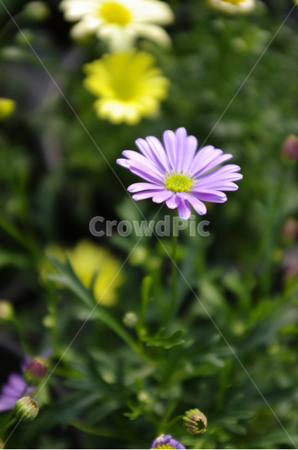 꽃,flower,plant,식물,자연,꽃잎,식물,자연,plants,nature,꽃,flower