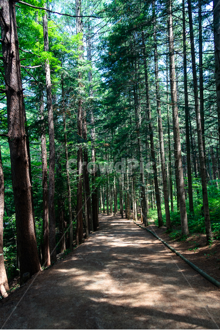 소나무,소나무길,오대산,환경,삼림지,공원,나무,숲,자연,풍경,nature,landscape,path,통로