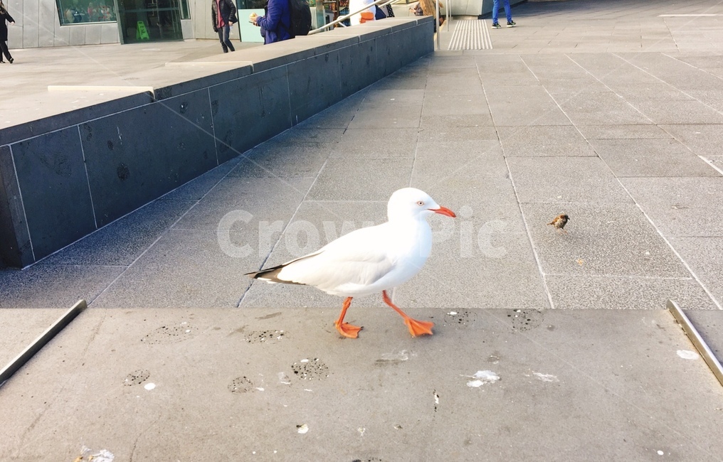 새,참새,호주새,새똥,갈매기,하얀새,bird,동물,animal,조류,새,birds