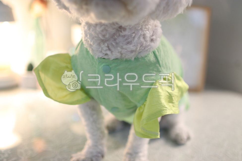 dog dressed up,Pretty dog clothes,light green clothes,lace clothes,dog clothes,dog clothing
