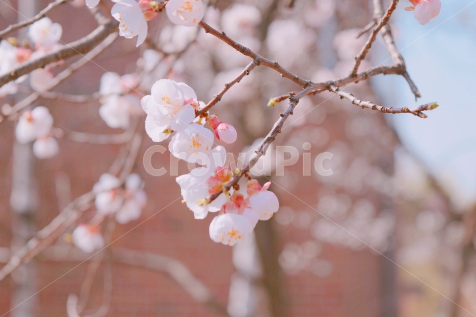 plant,식물,flower,꽃,blossom,cherryblossom,벚꽃