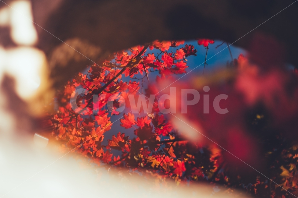 단풍,가을,삼성궁,반영사진,반영,가을,계절,fall,autumn,season,식물,자연,plants,nature,나무,trees,wood,감성,sensible,feeling,leaf,잎,plant