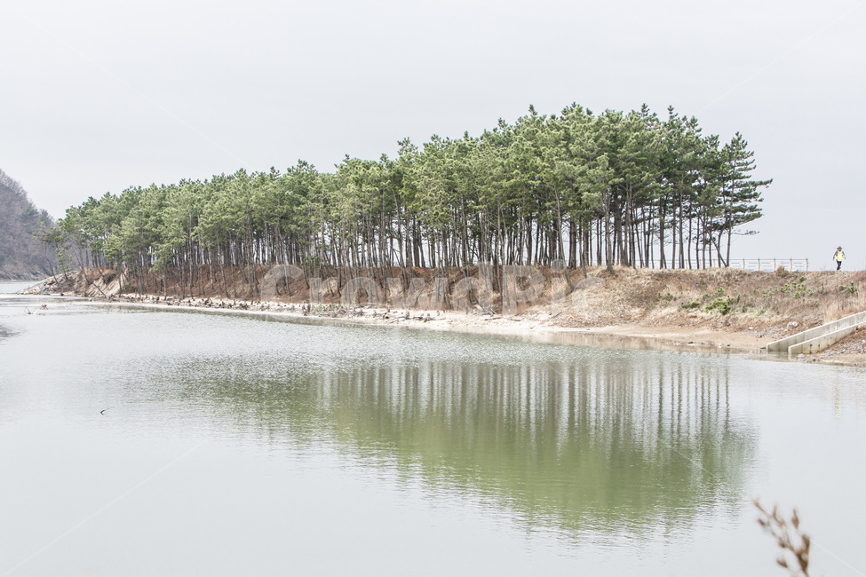 밤섬,반영,소나무,관광명소,바닷가,자연,풍경,nature,landscape,한국자연풍경,한국자연경관,korea nature landscape,water,물,land,땅,outdoors,옥외