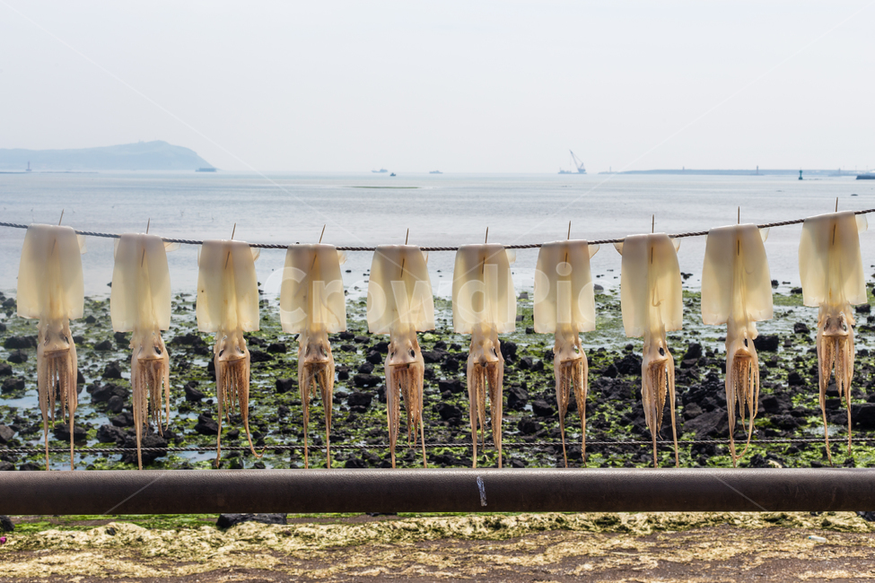 바다,바닷가,오징어,건오징어,풍경,해안가,해안,어촌,sea,ocean,squid,fishingvillage,landscape,수산물,해산물,fishery products,seafood,어업,fishery,fishing industry
