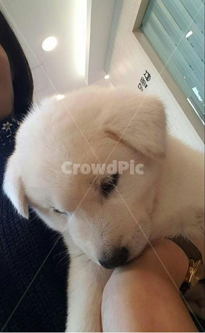 귀여운강아지,강아지,애완견,dog,풍산개