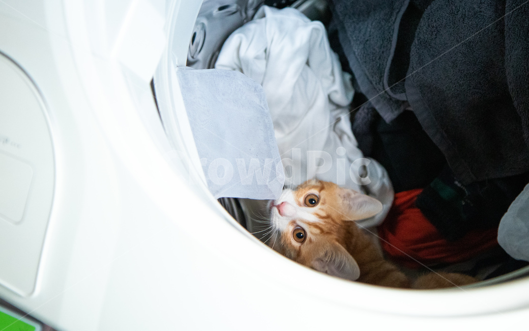 고양이,아기고양이,코리안숏헤어,치즈태비,세탁기