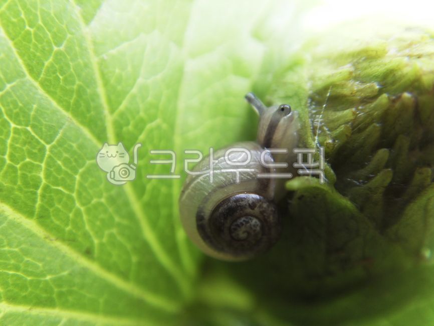 animal,달팽이,곤충,연체동물,자웅동체