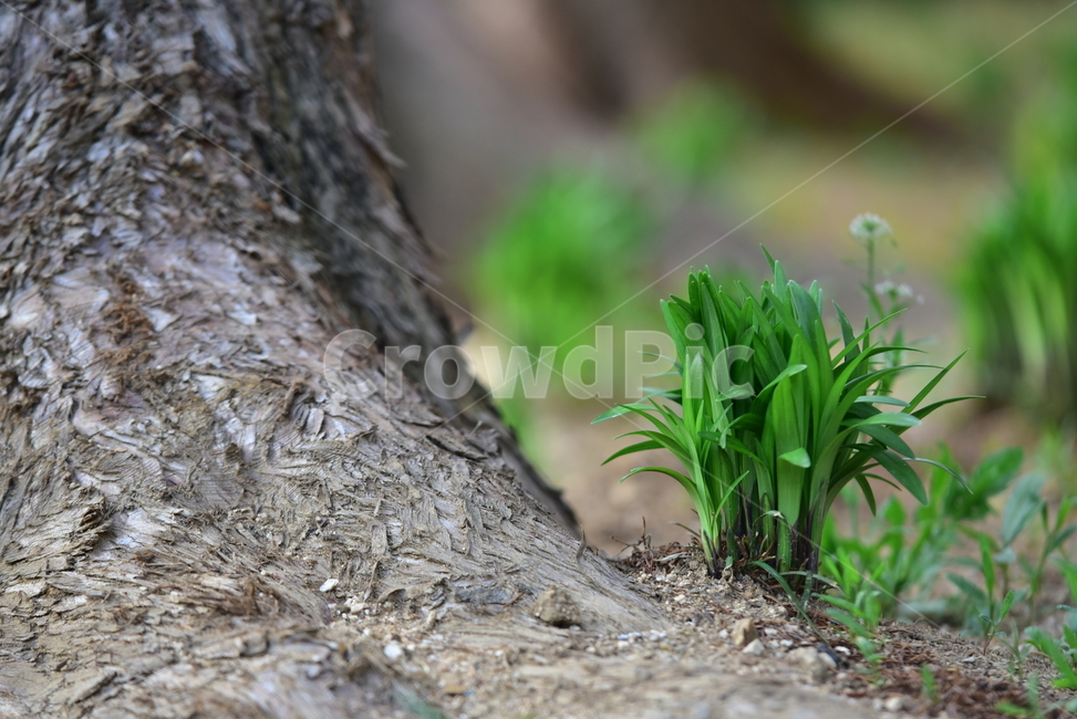 맥문동,새싹,초록색,자연,식물,편백나무,줄기,나무,감성사진,plant,tree,nature