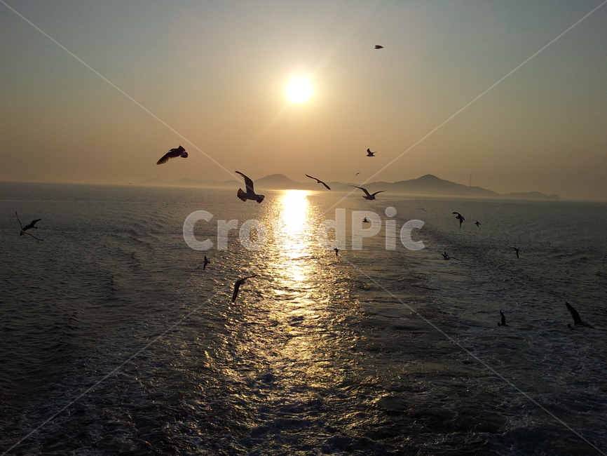 바다,sea하늘,sky,섬,감성사진,서해일몰,석양,오렌지빛,노을,자연,nature,갈매기떼,갈매기날다,새,bird,비상,물안개,햇빛,무의도,서해바다,한국경치,노을풍경