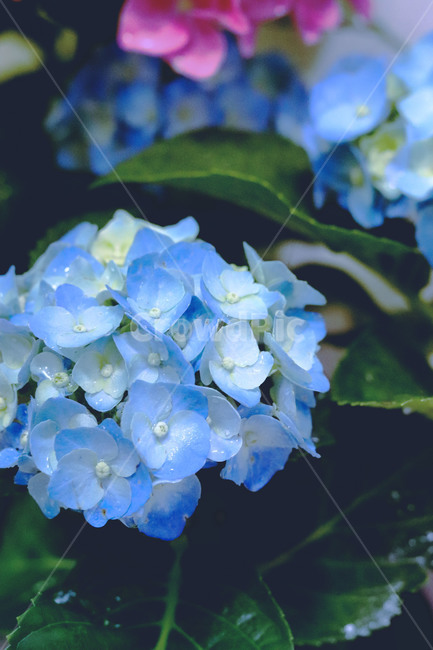 꽃,flower,plant,식물,수국