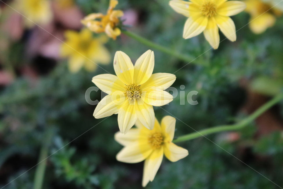 꽃,노란꽃,노랑색,자연,flower