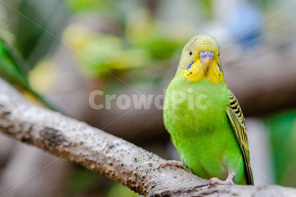 앵무새,동물원,새,생명,동물,날개,동물,animal,조류,새,birds