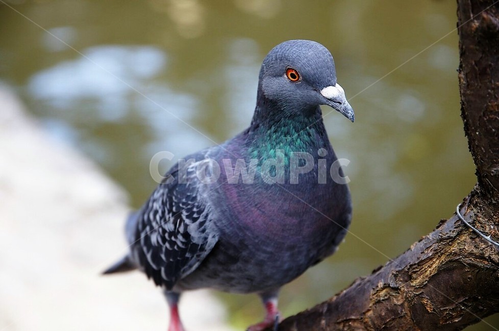 새,동물,자연,nature,animal,bird,건물,물,동물,animal,조류,새,birds