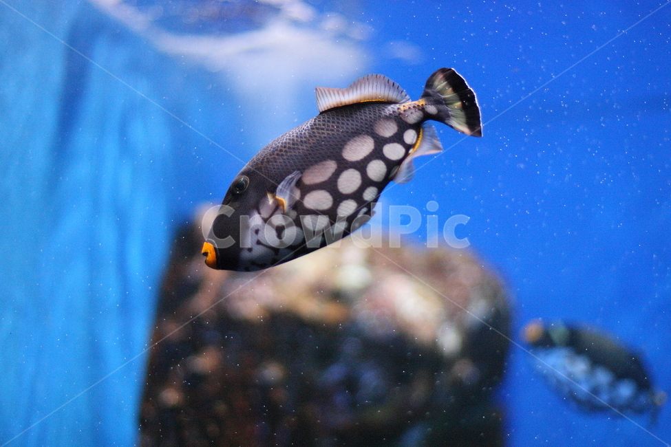 물고기,수족관,수중생물,아쿠아리움,aquarium,fish,동물,animal,어류,물고기,fish