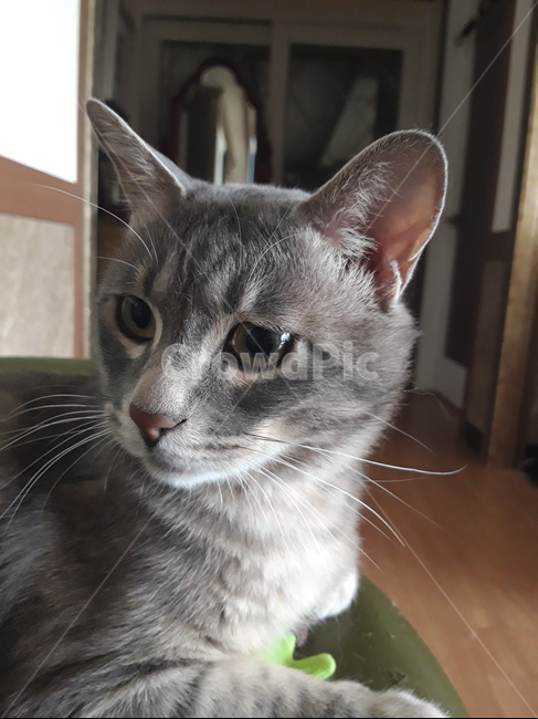 고양이,집고양이,반려묘,반려동물,귀여움,cat,cute,pet