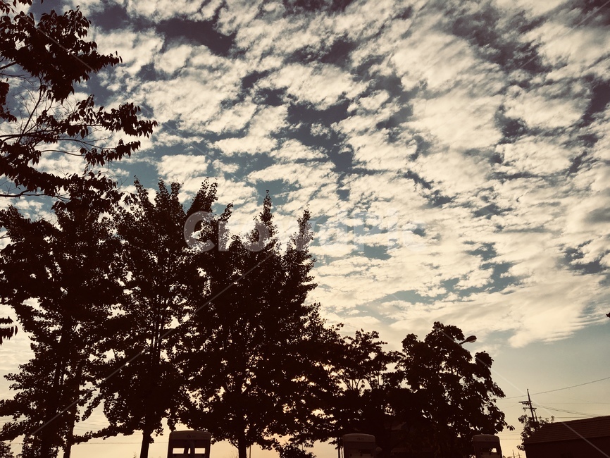 나무,구름,분위기,하늘,구름많은,자연,풍경,nature,landscape,silhouette,실루엣,tree,plant,식물