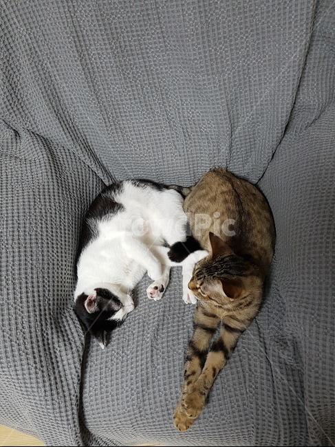 고양이,벵갈,코숏,잠,소파,동물,animal,포유류,mammal,고양이,cat,kitten,kitty