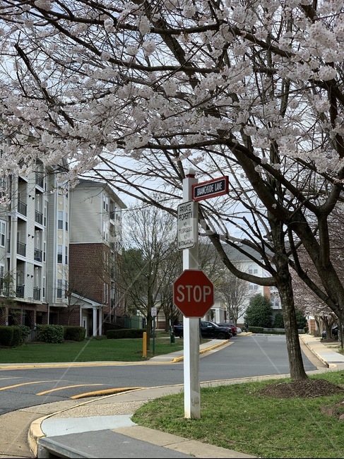 stop,road,도로,꽃,벗꽃,봄,땅,봄벗꽃,핑크,길안내,표지판,스탑,나무아래,flower,spring