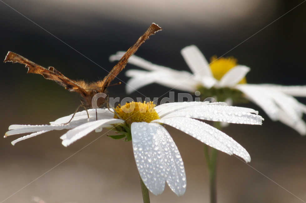 날개짓,향기,꽃,나비,이륙,식물,자연,plants,nature,꽃,flower,동물,animal,곤충,벌레,insect,bug
