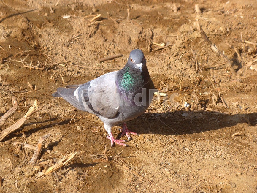 비둘기,새,조류,dove,평화,동물,animal,조류,새,birds