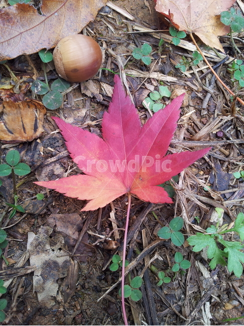 단풍,엽록소,식물,가을,redleaves,도토리,가을,계절,fall,autumn,season,식물,자연,plants,nature,plant,leaf,잎,ground,바닥,tree,나무