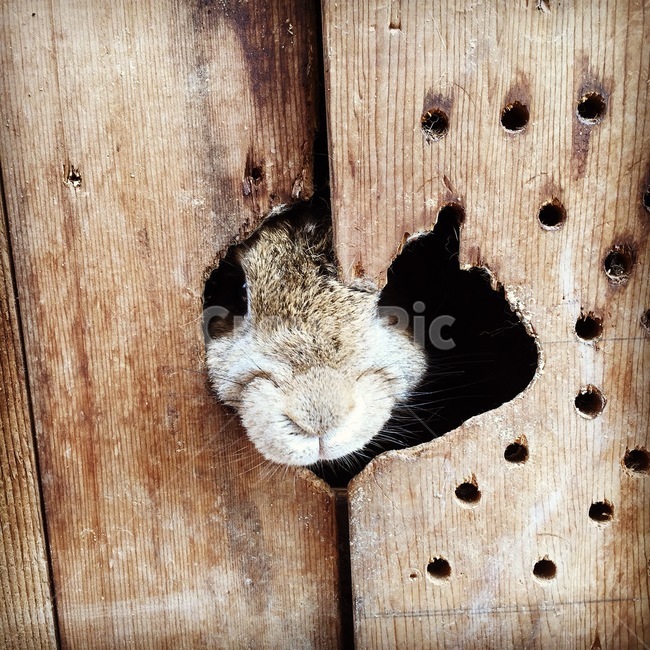 토끼,나무,하트,동물,귀여움,동물,animal,포유류,mammal
