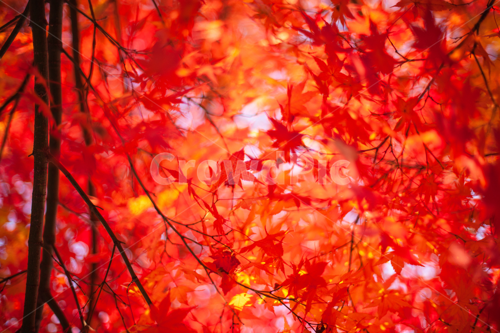 단풍,가을,maple,단풍나무,autumn,fall,가을,계절,fall,autumn,season,plant,식물,leaf,잎,tree,나무