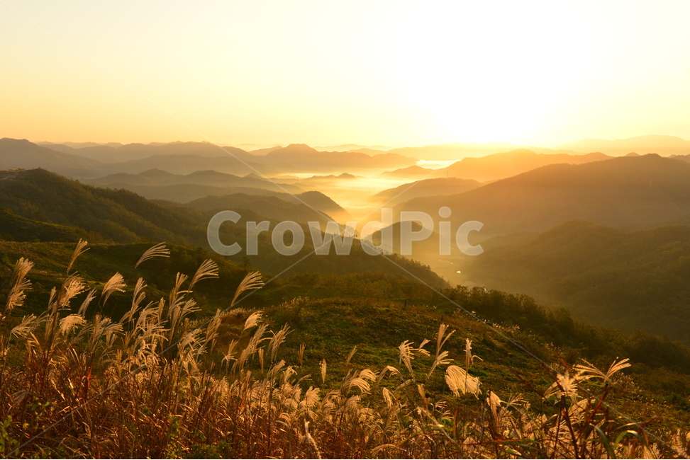 영암,서광목장,활성산,일출,여명,아침,해돋이,억새,nature,자연,outdoors,옥외,mountain,산,운해,mountainrange,산맥,plant,식물,grass,잔디,slope,경사,자연,풍경,nature,landscape,한국자연풍경,한국자연경관,korea nature landscape