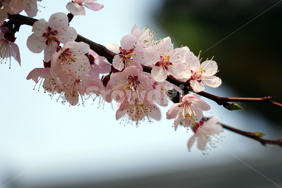 살구나무꽃,봄꽃,한국자연,꽃,꽃사진,플라워,flower,봄,spring,식물,plants,자연,nature,풍경,landscape,계절,season,snap,스냅,접사,macro,closeup,클로즈업,감성사진,감성,힐링,healing,느낌,feel,feeling,꽃밭,화단,나무,나뭇가지,tree,꽃봉오리,4월,April,살구나무,봄,계절,spring,season,식물,자연,plants,nature,꽃,flower,plant,blossom