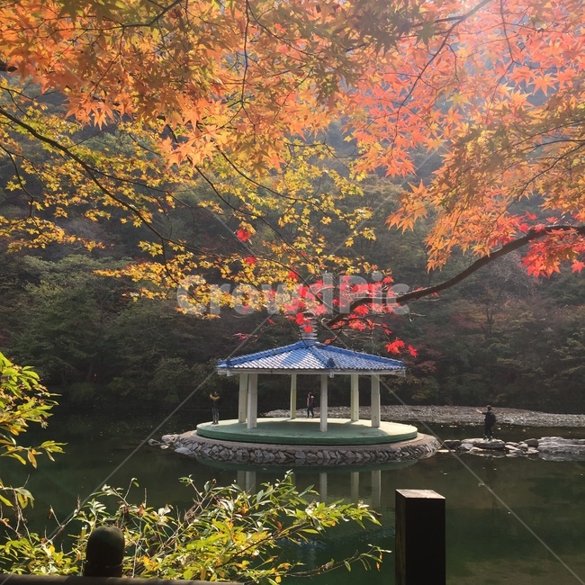 가을,계절,단풍잎,단풍,낙엽,단풍나무,정자,호수,식물,나무,잎