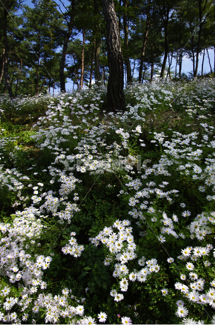 나무,숲,구절초,꽃,풍경,식물,flower