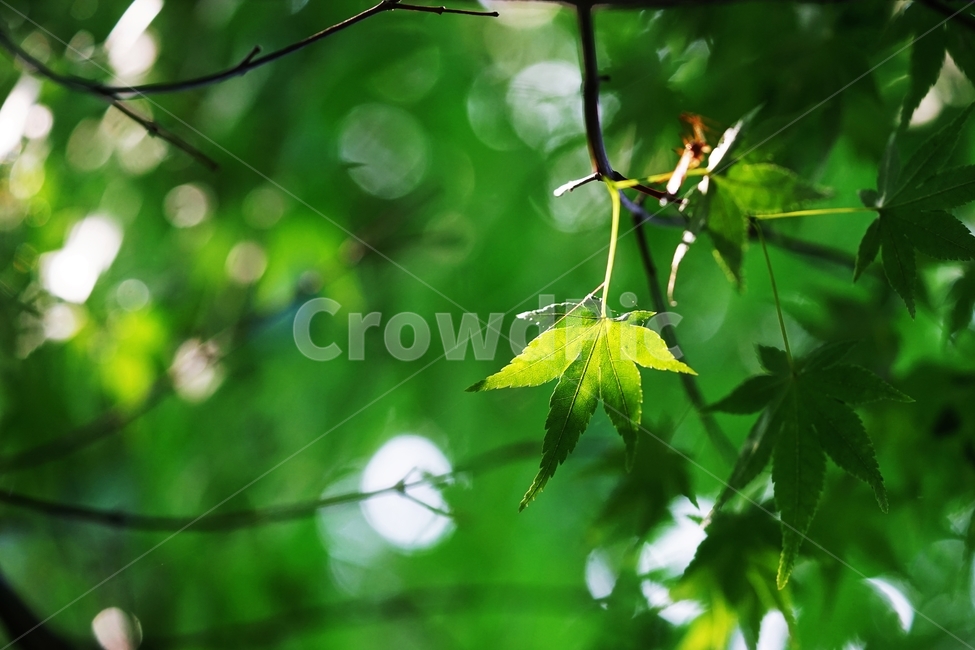 단풍나무,단풍나뭇잎,나무,나뭇잎,숲속나무,식물,자연,plants,nature