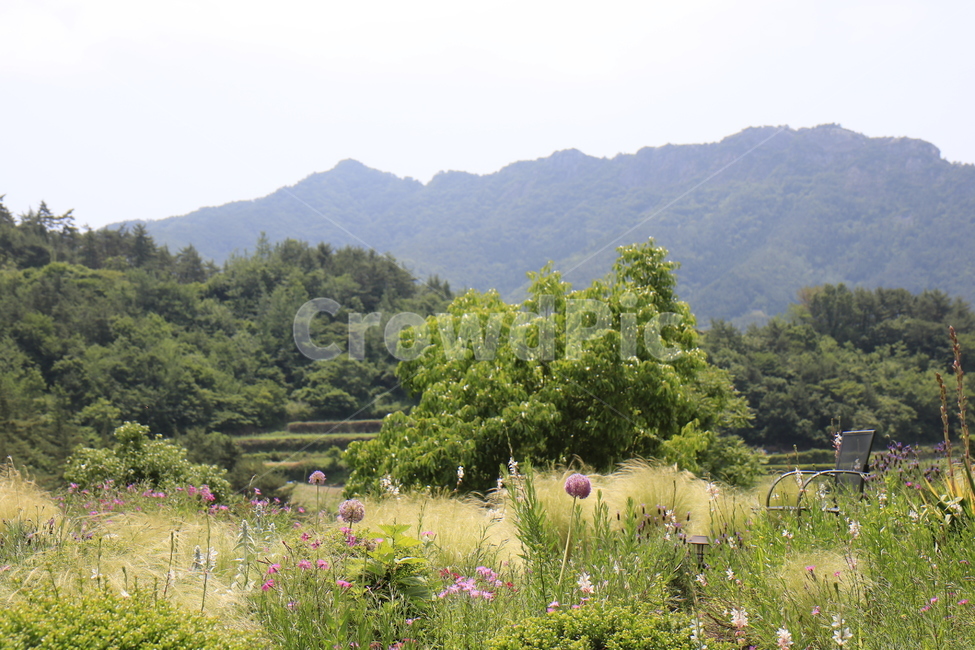 자연,풍경,경치,정원,공원,꽃,나무,하늘,풀,봄경치,여름경치,자연,풍경,nature,landscape,outdoors,옥외,grassland,목초지,field,들