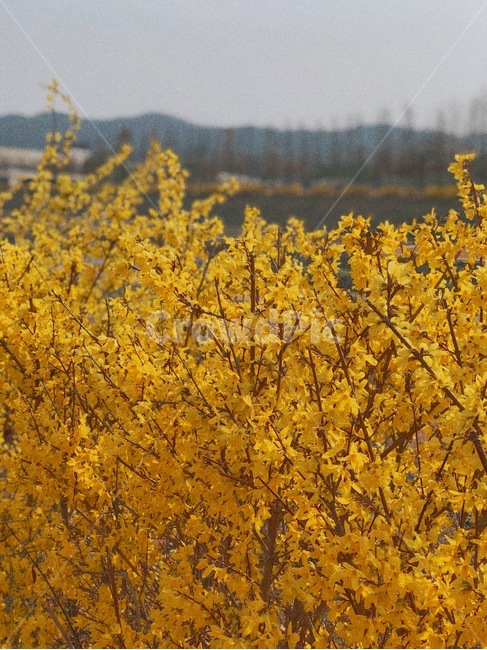 개나리,꽃,봄,spring,노랑,봄,계절,spring,season,식물,자연,plants,nature,꽃,flower,tree,나무,plant