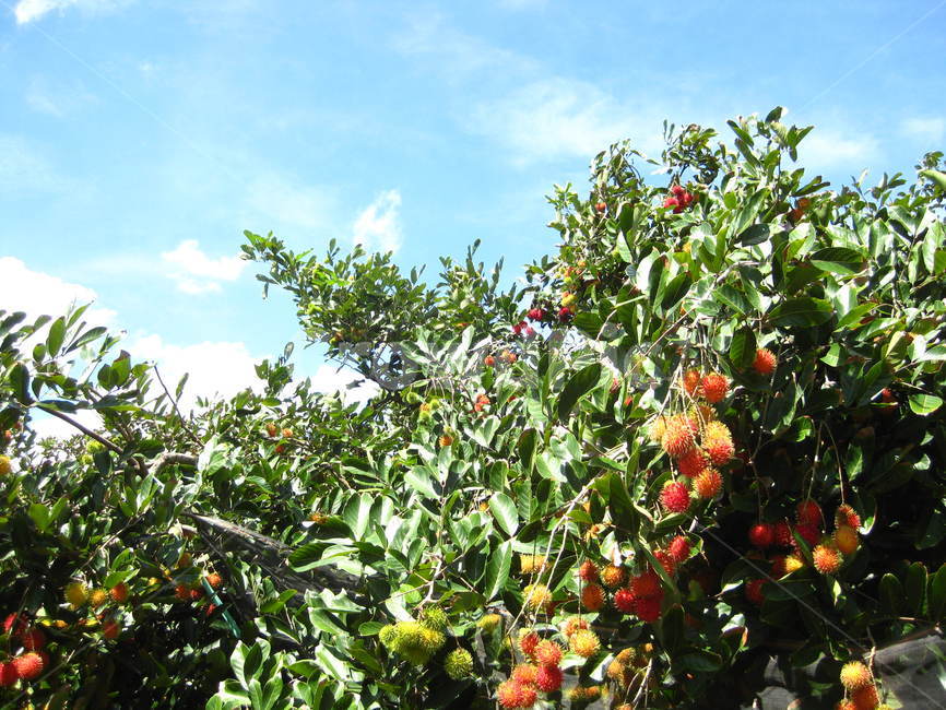 plant,식물,food,음식,fruit,과일,람부탄,rambutan,열매,빨강,red,과일,열매,fruit